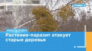 В Гродно борются с омелой