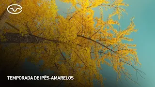 Yellow Ipê season: beauty and color on the streets of Brasília