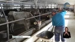 Өңірде мал шаруашылығын заманауи бағытта дамытуға басымдық берілуде