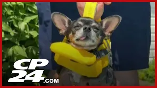 Chihuahua takes a dip in kiddie pool to learn how to swim