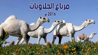 مرباع الجلاويات منقية نخبة الجلاوي / لفاء الجلاوي "رحمه الله " 2016 م
