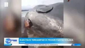IKAN PAUS TERDAMPAR DI PESISIR PANTAI KOLAKA
