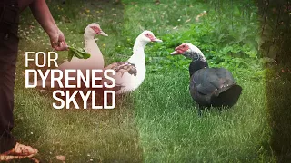 For dyrenes skyld (2:5) Vilde dyr i nød
