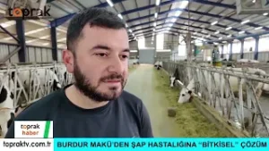 ŞAP HASTALIĞINDA DEVRİM! 15 Dakikada Yem Yemeye Başlatan Yerli Mucize "Boviral Sprey"