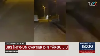 URS ÎNTR-UN CARTIER DIN TÂRGU JIU