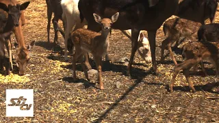 SBTV - DNEVNIK - BABY BOOM: MLADUNCI OKUPIRALI ZOOLOŠKI VRT U RUŠČICI - 09.07.2026.