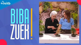 Nola kimatzen dira bonsaiak?