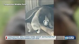 Tanganyika welcomes rare birth, a first for North America this year