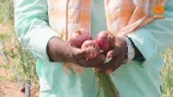 ಕೃಷಿ ದರ್ಶನ | Krishi Darshan | ವಿವಿಧ ತರಕಾರಿ ಬೆಳೆಗಳಲ್ಲಿ ಯಶಸ್ಸು- ಬಸವರಾಜ್ | 17.10.2026 | DD Chandana