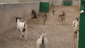 OUSMAN SAIDYKHAN ON LIVESTOCK TRAINING