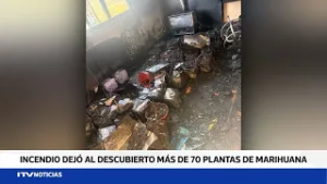 Más de 100 plantas de marihuana fueron encontradas tras incendio
