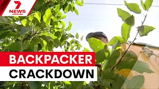 Tourism industry warns against backpacker visa crackdown | 7NEWS