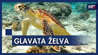 Glavata želva ugrizla troje kupača
