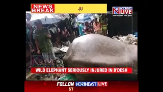 Wild Elephant Injured After Falling From Hill in Cox’s Bazar, Receives Treatment