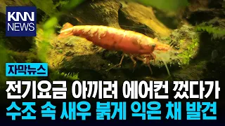 "Turned off the AC and went out…" Pet shrimp boiled to death in the heatwave / KNN