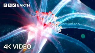 Blue Planet in 4K Narrated By Sir David Attenborough | BBC Earth