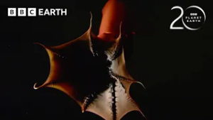 10 Extraordinary Animal Behaviours Captured on Camera for the First Time | BBC Earth