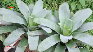 PUASA, PERMINTAAN BIBIT POHON HIAS TURUN