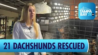 More than 20 dachshunds rescued in Pasco County hoarding case