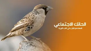طائر الحائك الاجتماعي: المهندس الذي بنى أضخم عمارة سكنية في قلب البرية!