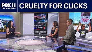 'Cruelty for Clicks' explores online videos showing animal cruelty