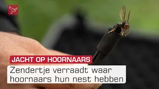 Zo vind je het nest van een hoornaar