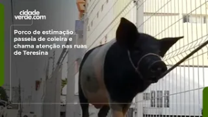 Porco de estimação passeia de coleira e chama atenção nas ruas de Teresina