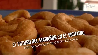 The Future of Cashew in Vichada: Production and Opportunities - TvAgro by Juan Gonzalo Angel