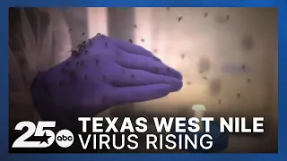 West Nile virus rising in Texas: What Central Texas residents need to know