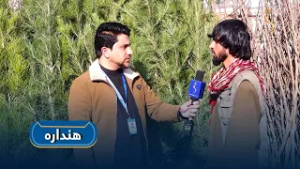 هنداره - هنداره – کابل ښار کې د نیالګیو پېر او پلور