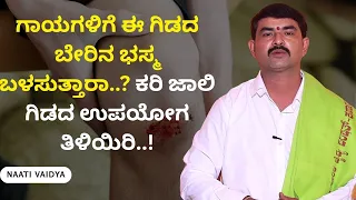 ಗಾಯಗಳಿಗೆ ಈ ಗಿಡದ ಬೇರಿನ ಭಸ್ಮ ಬಳಸುತ್ತಾರಾ..? ಕರಿ ಜಾಲಿ ಗಿಡದ ಉಪಯೋಗ ತಿಳಿಯಿರಿ..! | NAATI VAIDYA