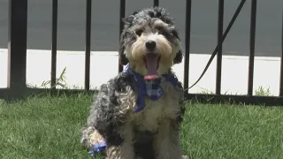 Pet owners preparing for July 4th