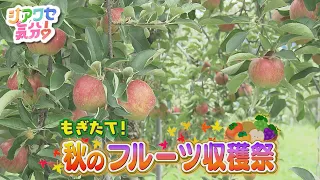 [Feeling Happy!] Freshly Picked! Autumn Fruit Harvest Festival - Aired 10/03/2026