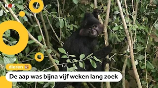 Escaped Beekse Bergen monkey captured after a month