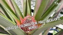 Did you know Colombia has UNIQUE pineapples in the world? - TvAgro by Juan Gonzalo Angel