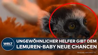 BABY LEMUR IN COLOMBIA: Abandoned orphan finds its way back to life with a stuffed animal!