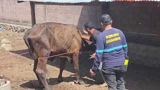 Livestock Vaccination in La Unión