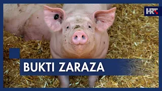 Potvrđeni novi slučajevi afričke svinjske kuge