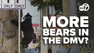 UMD researchers track rise in black bear sightings across Maryland, Virginia