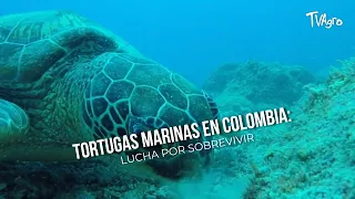 Sea Turtles in Colombia: The Fight for Survival - TvAgro by Juan Gonzalo Angel