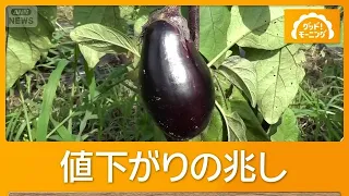 Summer Vegetable Crisis: Prices Remain High When They Should Be Dropping... When Is the Best Time...
