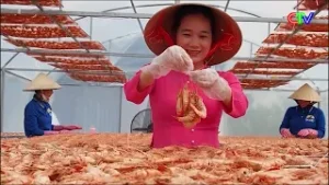 KHÔ TÔM SÚ - NÂNG TẦM GIÁ TRỊ ĐẶC SẢN CÀ MAU