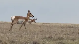 Plains Conservation Center conserving Colorado plains