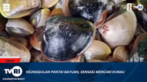 24 FEBRUARI 2026 KEUNGGULAN PANTAI BAYUAN, SENSASI MENCARI KUNAU