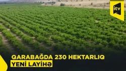 Azad edilmiş ərazilərdə böyük layihə: 230 hektarda istixanalar qurulacaq