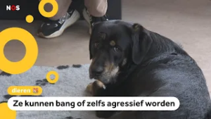 Schoolhonden populair, maar er moet wel goed voor de dieren gezorgd worden