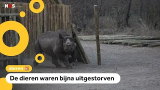 Twenty black rhinos released in Botswana: 'Enormously important animals'