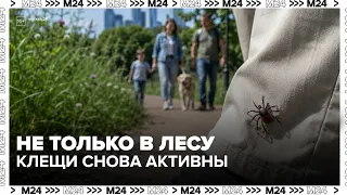 Tick activity spikes in autumn: how to protect yourself in the park and at your summer cottage