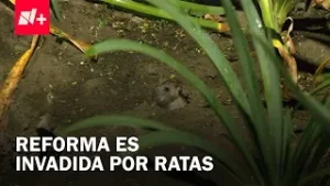 Plaga de ratas en Paseo de la Reforma; aumentan casos de mordeduras en México - En Punto