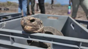 Release of giant tortoises on the Galapagos Islands